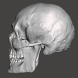 3.png SKULL