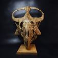 DSC_0192_1500px.jpg Protoceratops skull