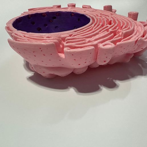 🎒 Endoplasmic Reticulum (ER) 3D Model・ STL File for 3D printing・Cults