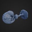 fetus6W_5.jpg Six Weeks Fetus