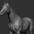 16.jpg Horse Breeds Collection