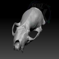 SmallAnimalSkullWM.jpg STL file Small Animal Skull・Template to download and 3D print