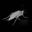 WIRE.png COCKROACH - DOWNLOAD Cockroach 3d model - animated for blender-fbx-unity-maya-unreal-c4d-3ds max - 3D printing COCKROACH INSECT