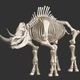 3.jpg Coelodonta - elasmotherium : Complete skeleton