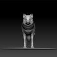 wolf1.jpg Wolf