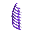 Ribs_Left.stl STL file Pteranodon skeleton・3D printer model to download