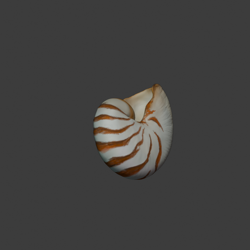 ntsabc.png concha de nautilus