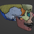 16.png 3D Model of Skull and Skull Bones