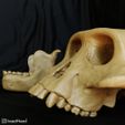 cranio-mandib3.jpg Australopithecus afarensis skull