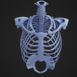 TorsoSkeletal_6.png Pièces du squelette du torse
