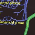 PSfinal0068.jpg Human venous system schematic 3D