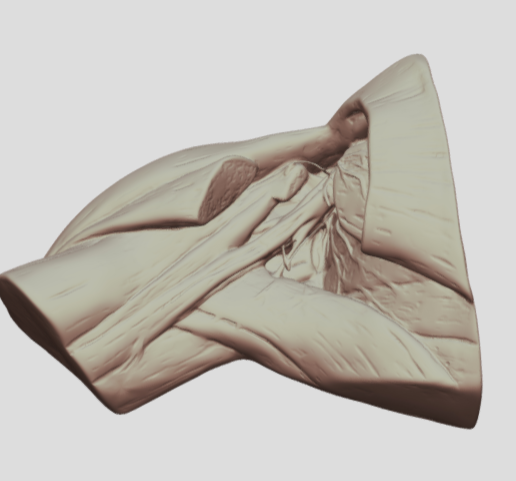 Human Axillary Region