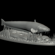 sumec-2-5.png catfish / Siluriformes / sumec velký underwater statue detailed texture for 3d printing