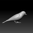 bird2.jpg Bird - animal -cute bird - bird for game -unity3d - ue5