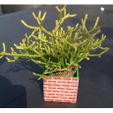 IMG_1818.JPG succulent planter planter pot, cactus pot