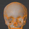 26.png 3D Model of Skull Bones