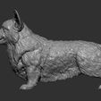 Welsh-Corgi-Pembroke11.jpg Modelo de impressão 3D do Welsh Corgi Pembroke