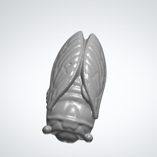 Cicada 3D model