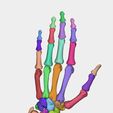 1.jpg Hand bones