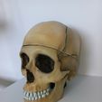 WhatsApp-Image-2025-06-10-at-9.37.15-PM.jpeg Bio-Schädel 3D Modell