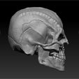 Cardi.jpg Cardassian Skull