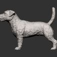 Jack-Russell-Terrier12.jpg Jack Russell Terrier Longhair 3D print model
