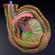 file-3.jpg testis with covering layers 3D model