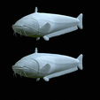 Catfish-Europe-29.png FISH WELS CATFISH / SILURUS GLANIS solo model detailed texture for 3d printing