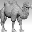 camel10.jpg camel