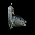 Dentex-head-trophy-7.png fish head trophy Common dentex / dentex dentex open mouth statue detailed texture for 3d printing