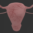 PARTE-3.png Female Reproductive Organs