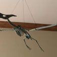 IMG_6368a.jpg Pteranodon Skeleton