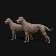 Rottweiler_standing_2.jpg Rottweiler dog standing - pre supported