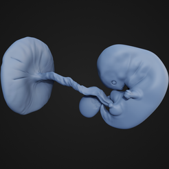 7WeeksFetus_1.png Feto de 7 semanas
