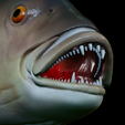 Dentex-mouth-statue-36.png fish Common dentex / dentex dentex open mouth statue detailed texture for 3d printing