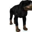 01.jpg DOG DOG - DOWNLOAD Rottweiler 3d model - animated CANINE PET GUARDIAN WOLF HOUSE HOME GARDEN POLICE - 3D printing DOG DOG DOG