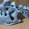 20241114_202250.jpg Череп карнотавра 30 см 3d печать 3d модель