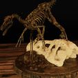 Velo-3.jpg Velociraptor Skeleton Diorama with T-Rex