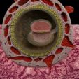 Sig.jpg Human embryo 15-28 days 3-4 weeks gastrulation 3D MODEL