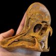 Corytho_cas03.jpg Corythosaurus: Dinosaurier-Schädel