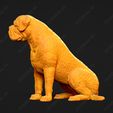 3042-Bullmastiff_Pose_06.jpg Bullmastiff Dog 3D Print Model Pose 06