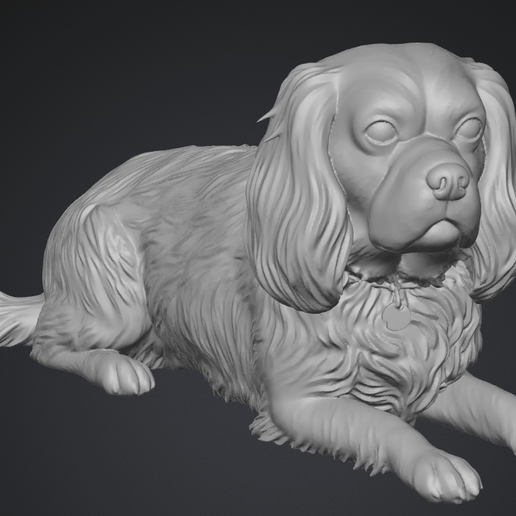 Cavalier King charles