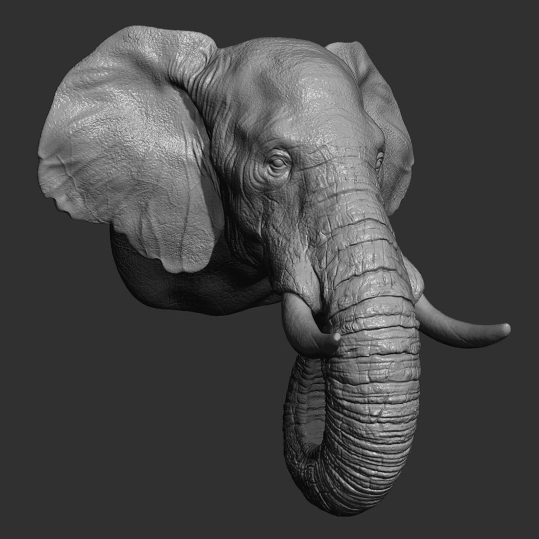 40.jpg Descargar archivo OBJ Cabeza de elefante • Plan para imprimir en 3D, guninnik81