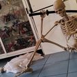 IMG_20231115_174017.jpg Esqueleto ARTICULADO bone by bone / ARTICULATED skeleton bone by bone
