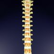 vertebrae-vertebral-column-labelled-text-detail-3d-model-blend-6.jpg Vertebrae vertebral column labelled text detail 3D model