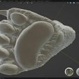 oso4.jpg Andean bear paw Scanned life-size paw of a male Andean bear