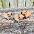 cap.jpg Clicky Capybara! - Lifetime Commercial License!