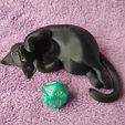 IMG_20250311_161116987.jpg Würfel Wächter Katze