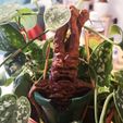Mandrake Plant - Harry Potter