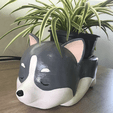 siberian_husky_flowerpot_onirigena_5.png Flowerpot / Flowerpots Bundle - Complete Dog Collection / Colección Completa Perritos